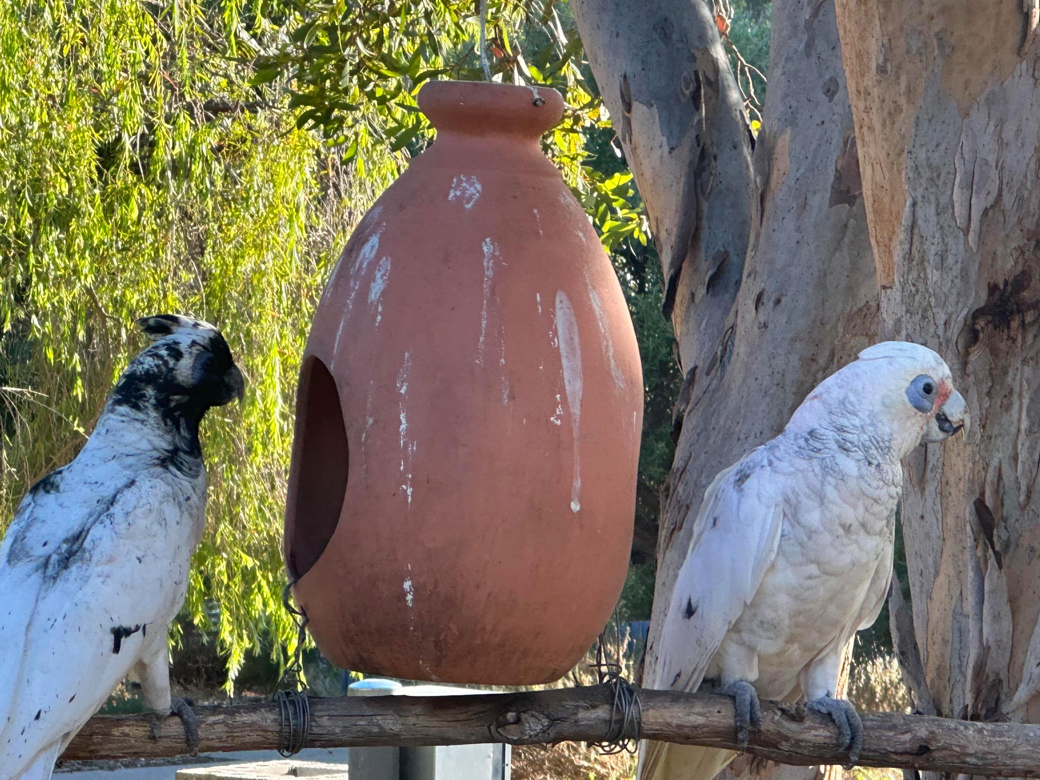 Meet the Adorable Corella with a Touch of Melanism