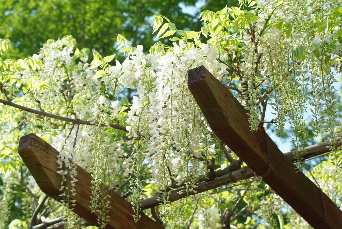 A Glimpse of Shimizu Park in April 2015, Chiba Prefecture