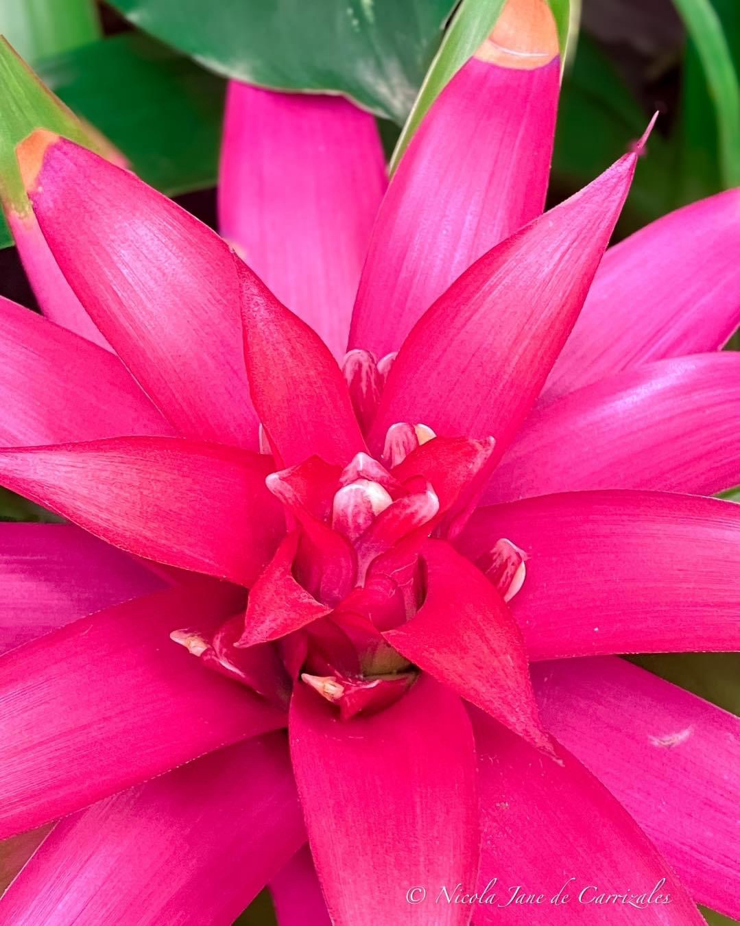 A Beautiful Bloom