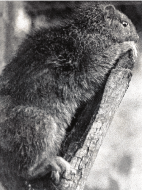 The San Felipe Hutia: Likely Extinct Since 1978