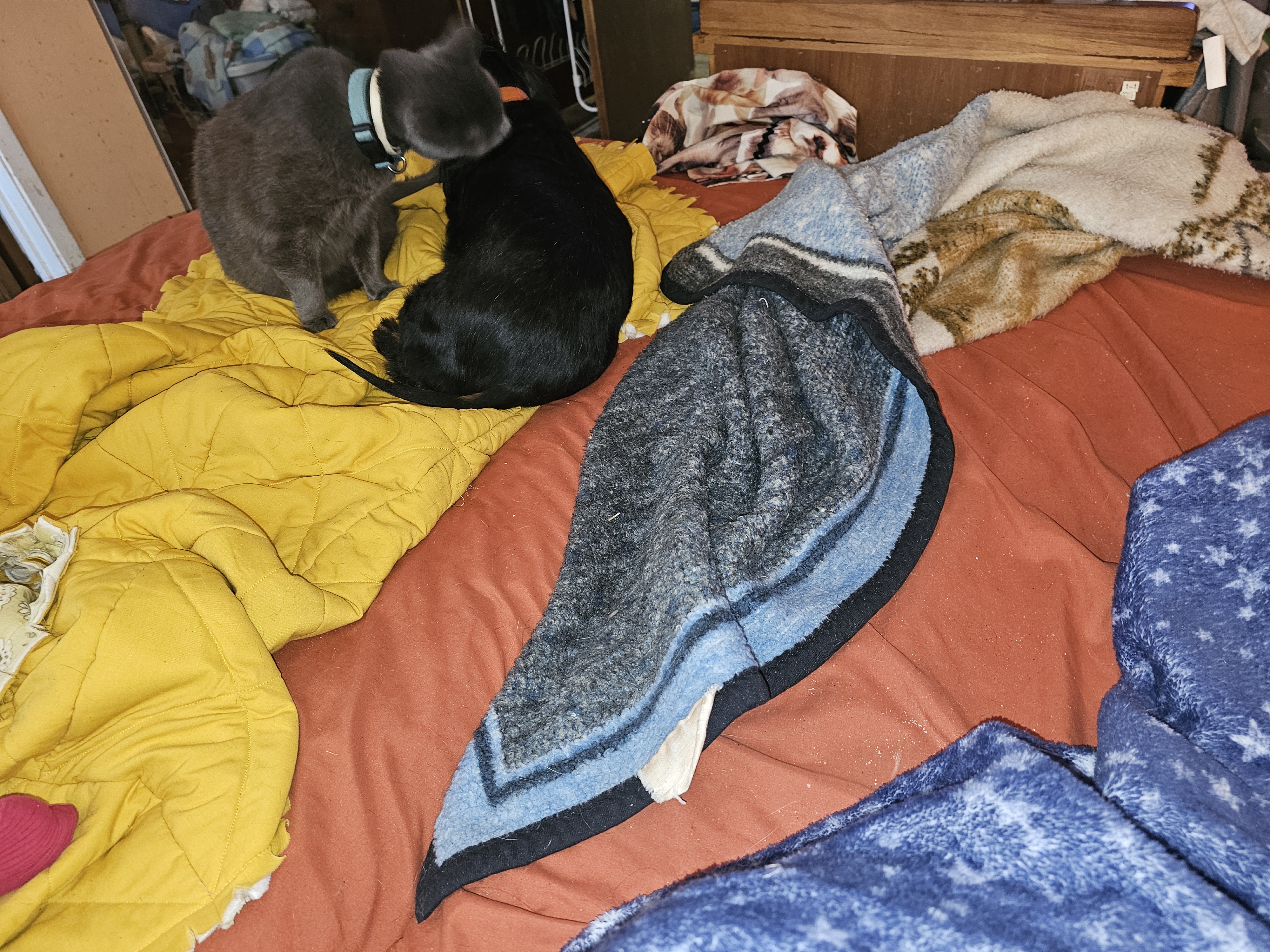 When Cats Take on the Role of Dog Groomers