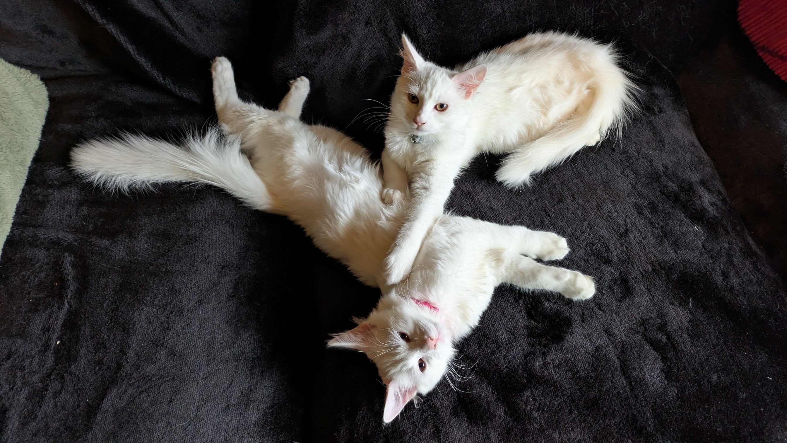 Your Weekly Dose of Adorable Kittens