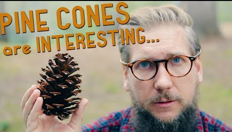 Cheering for Team Pine Cones!