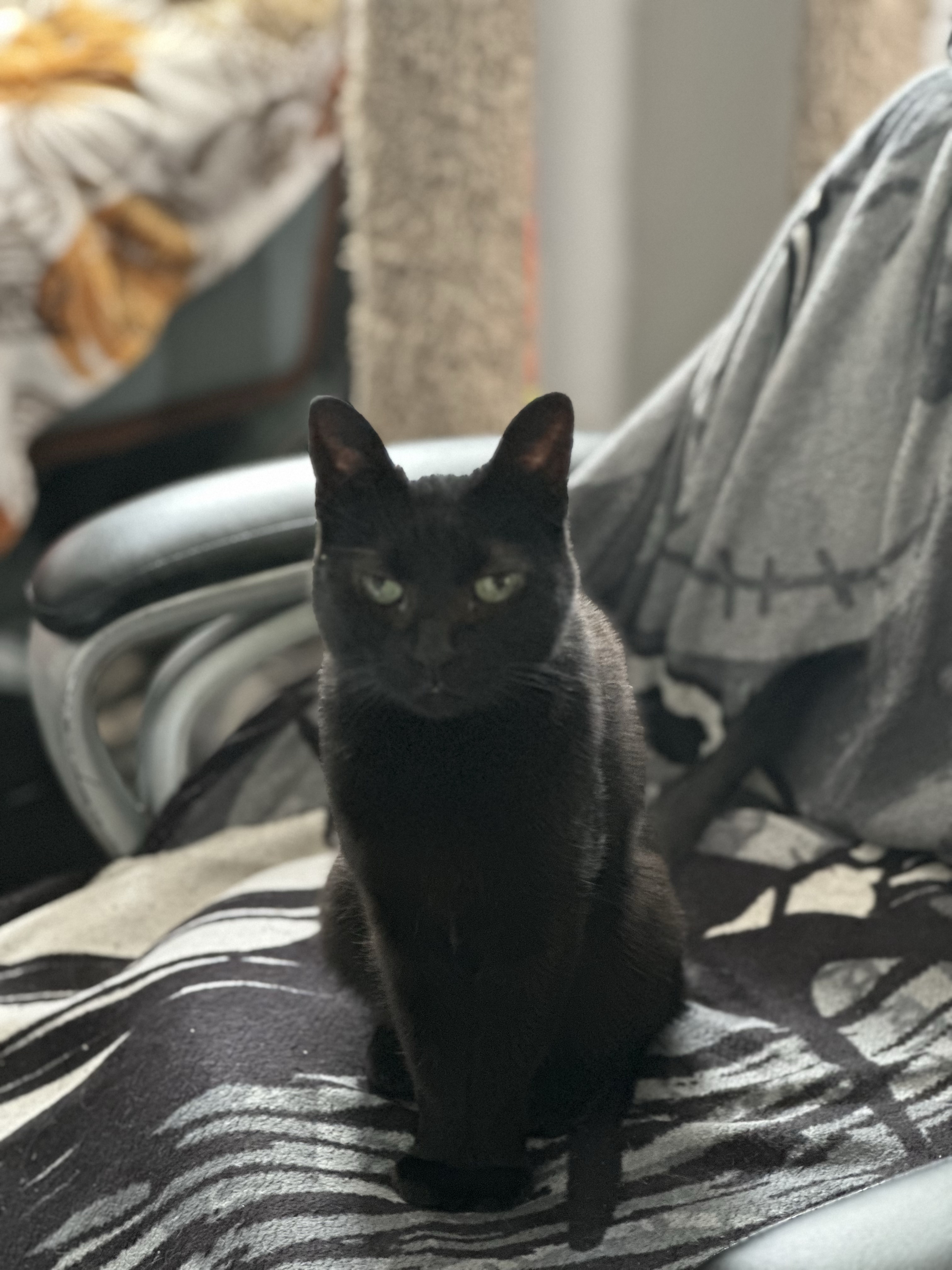 Miss Dill: My Shadow, My Heart's Companion