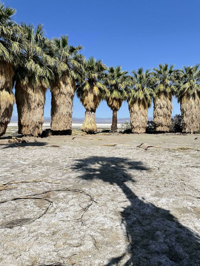 The Wild Look of Untrimmed Palm Trees