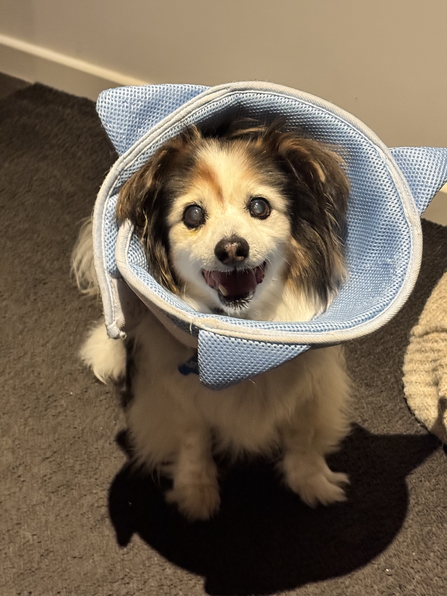 Daily Dose of Cuteness: Meet My Dog Panko