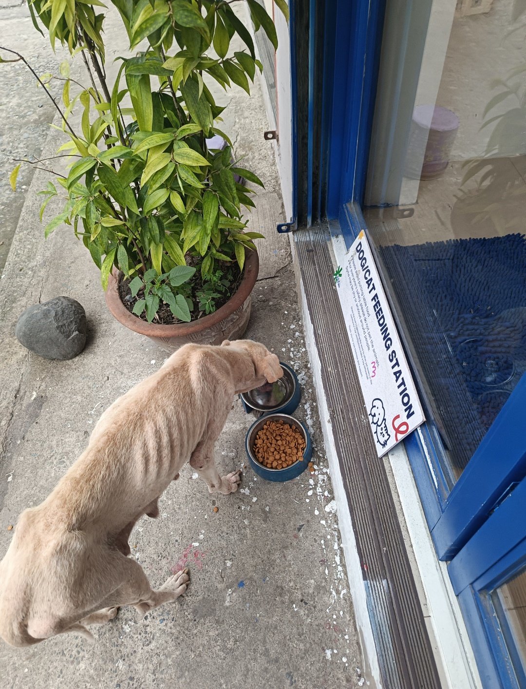 Dog and Cat Feeding Station: Latest Updates!