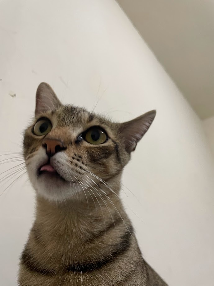 Adorable Cat Cuteness Overload
