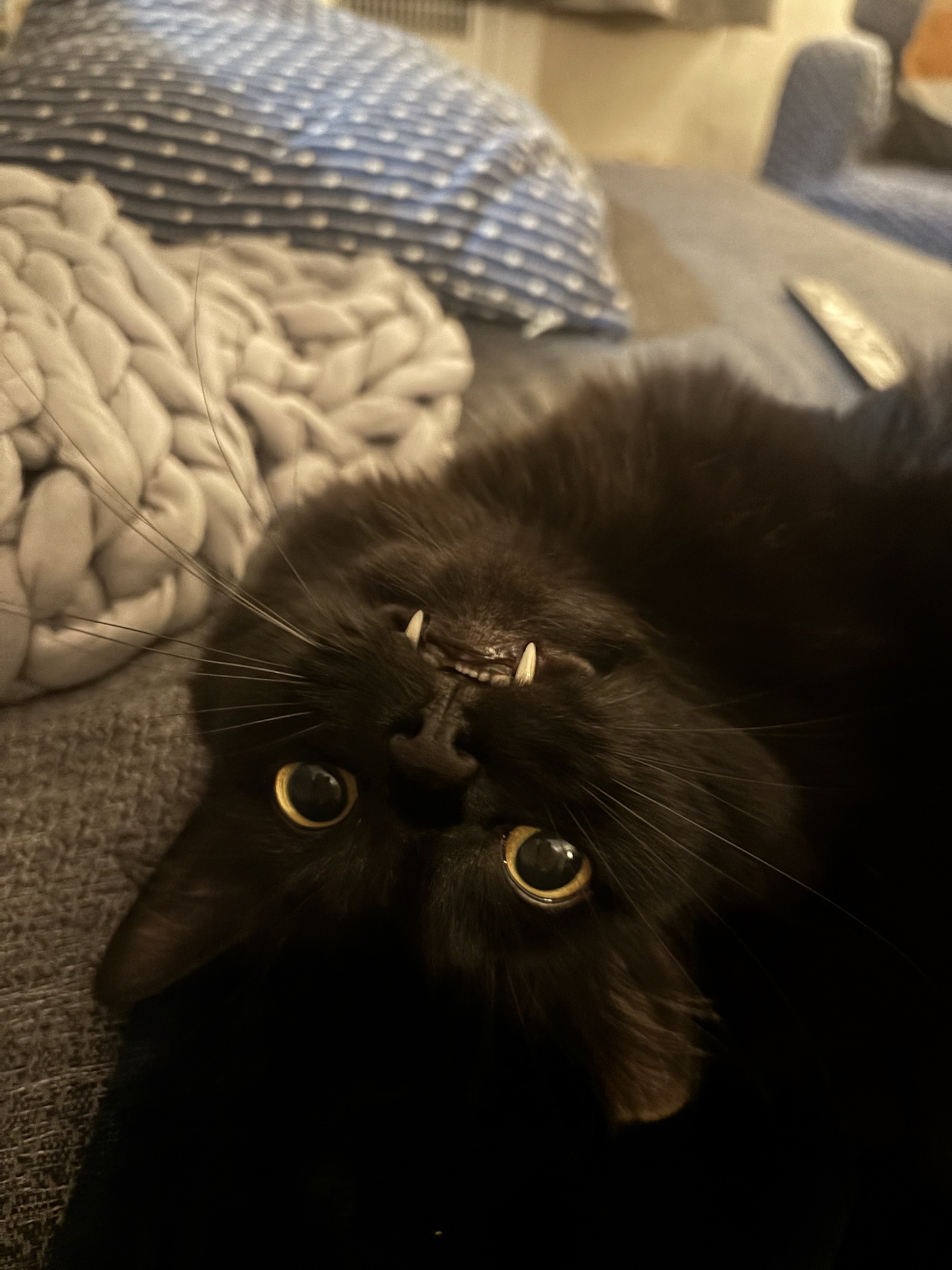 The Toothsome Teefs