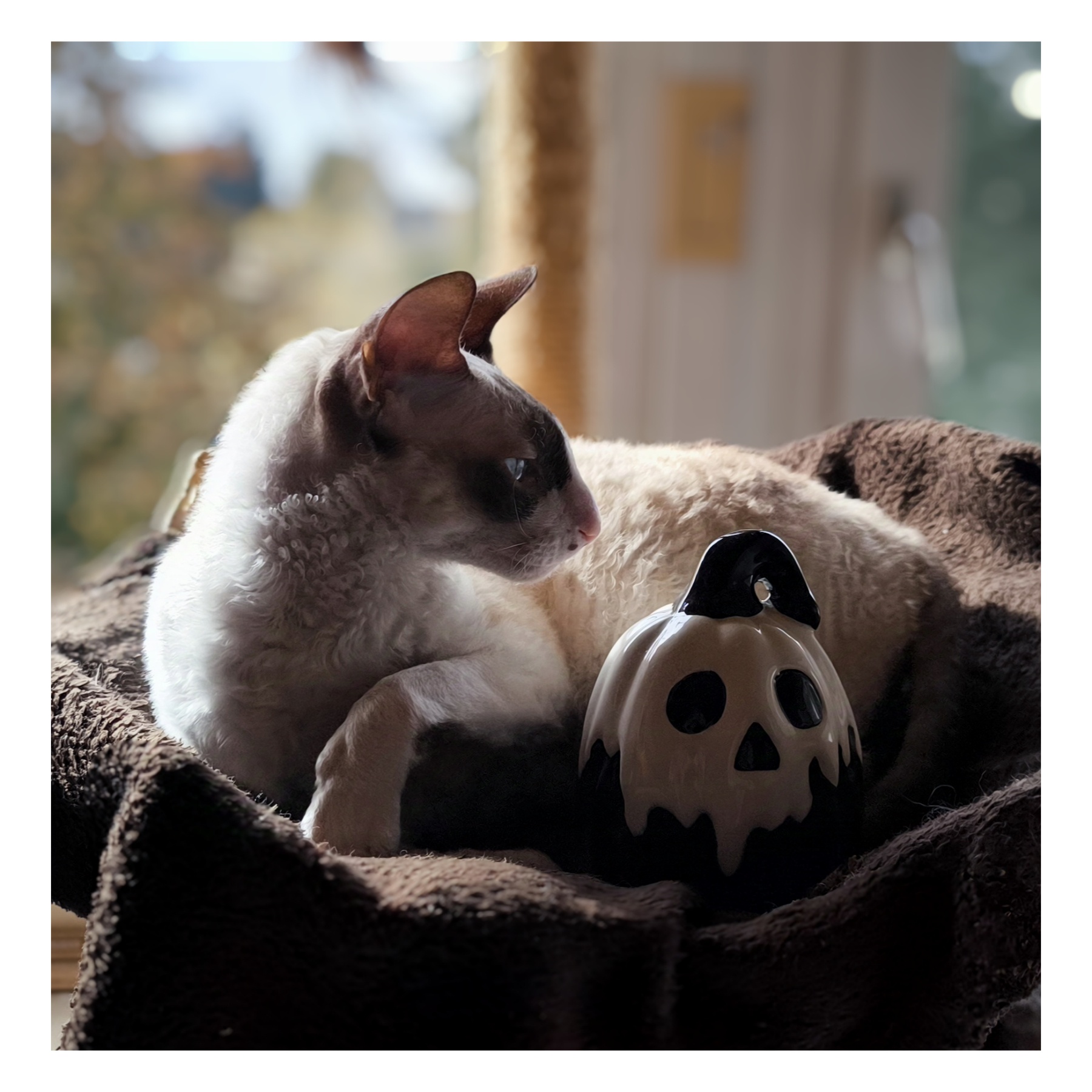 Spooktacular Vibes: Wishing You a Happy Halloween!