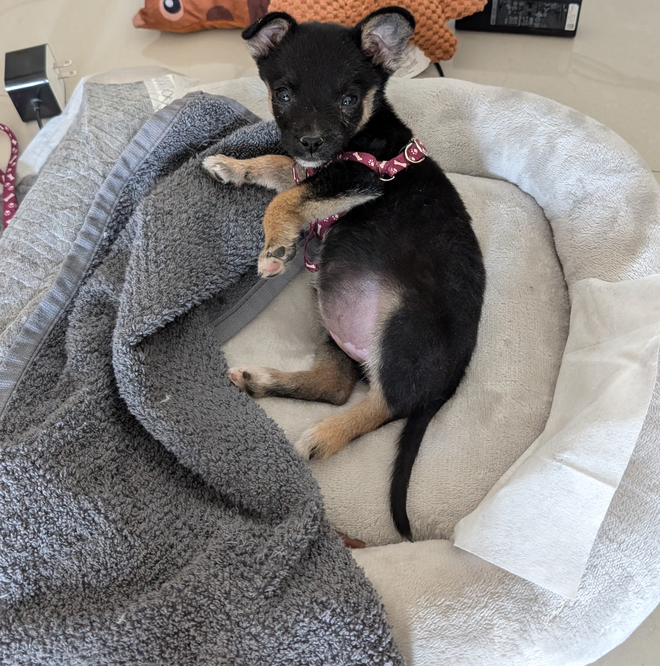 I just nailed it! Successfully used my puppy pad for the first time all by myself!