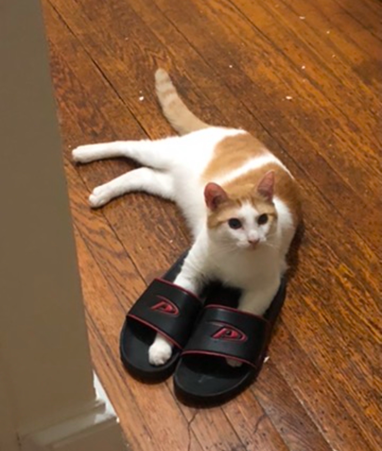 Hammy's Unwavering Love for Footwear