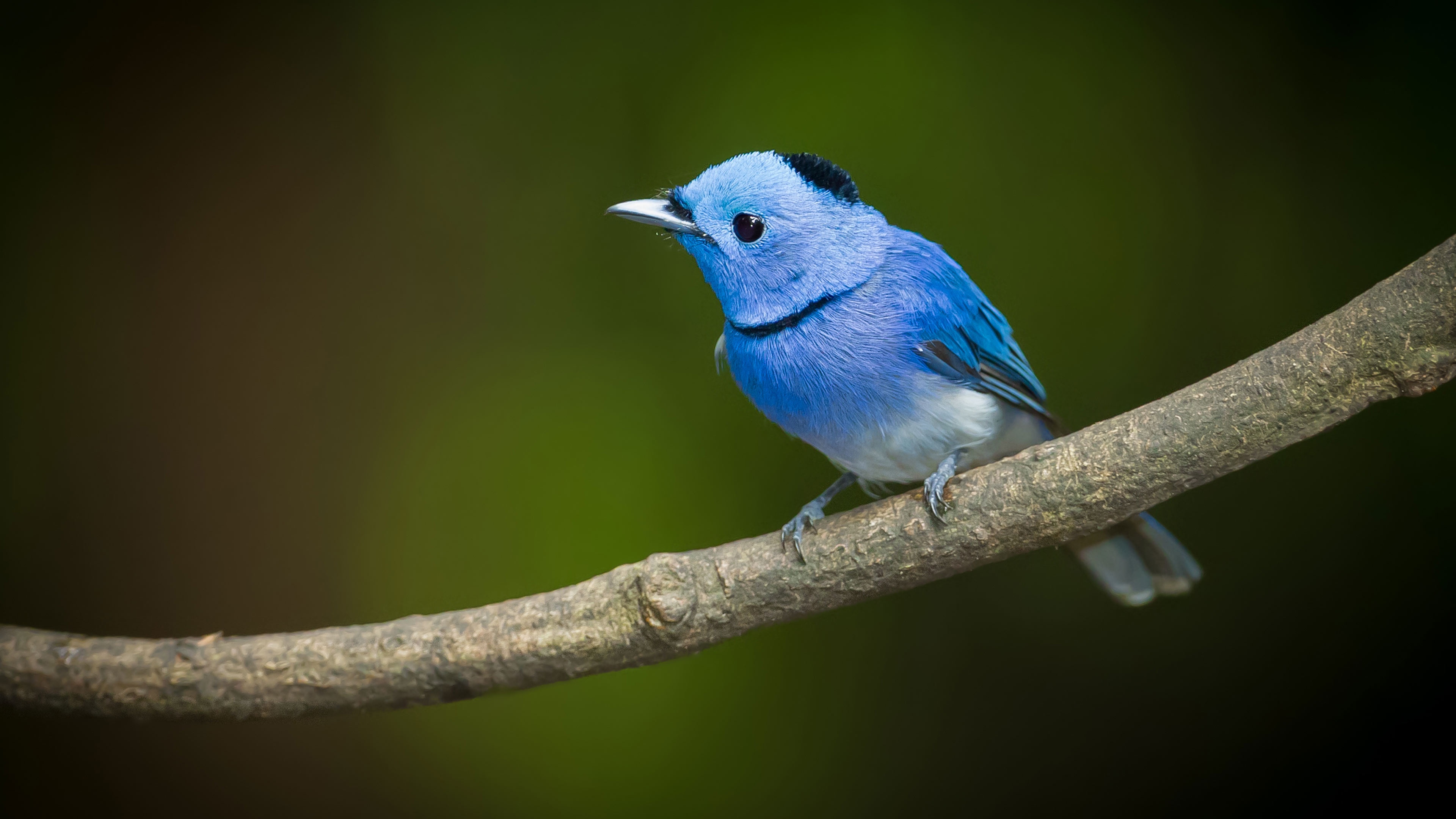 The Charming Birdie of Blue