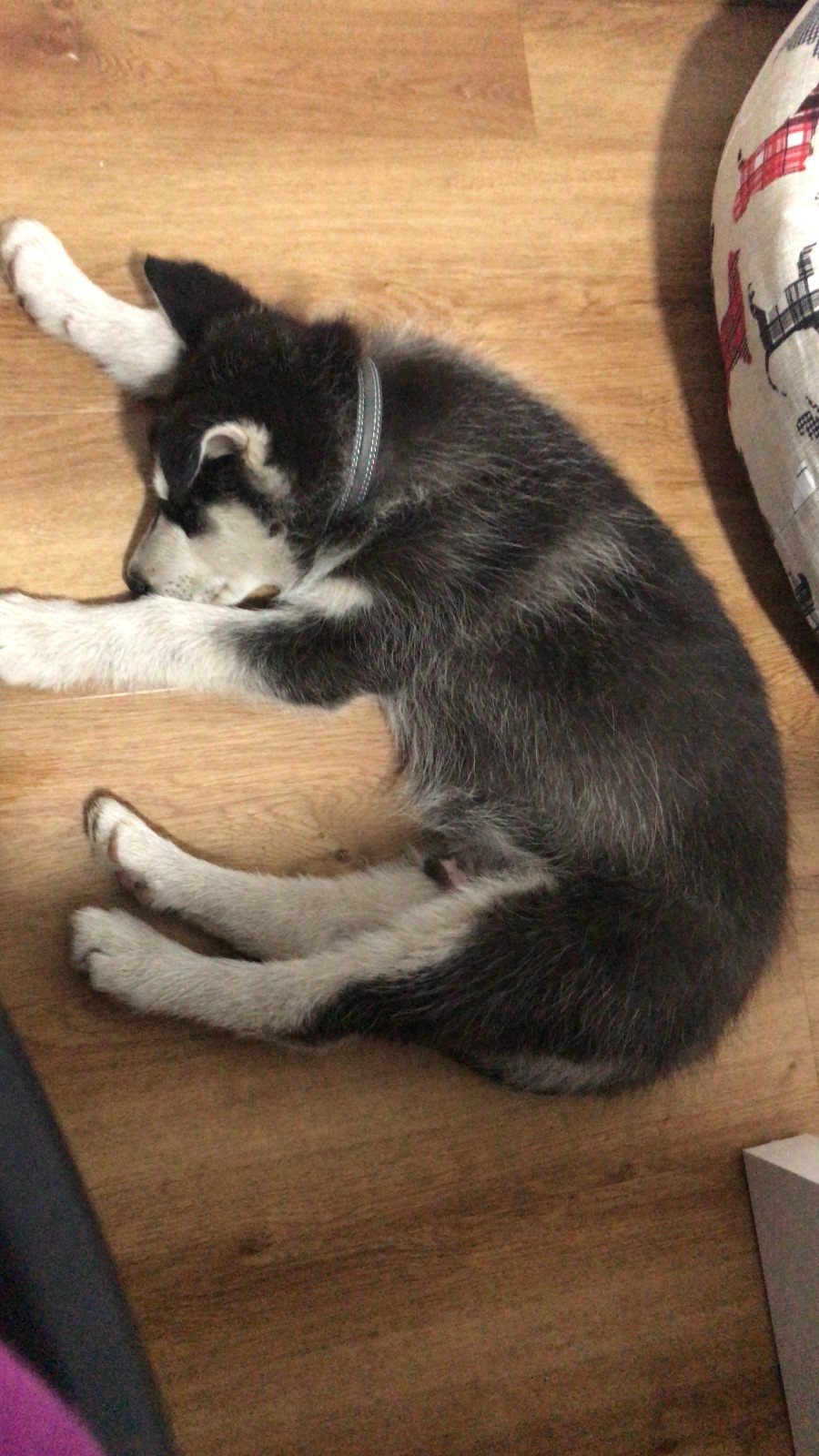 Meet my adorable puppy Zeus, choosing the floor over his comfy bed!