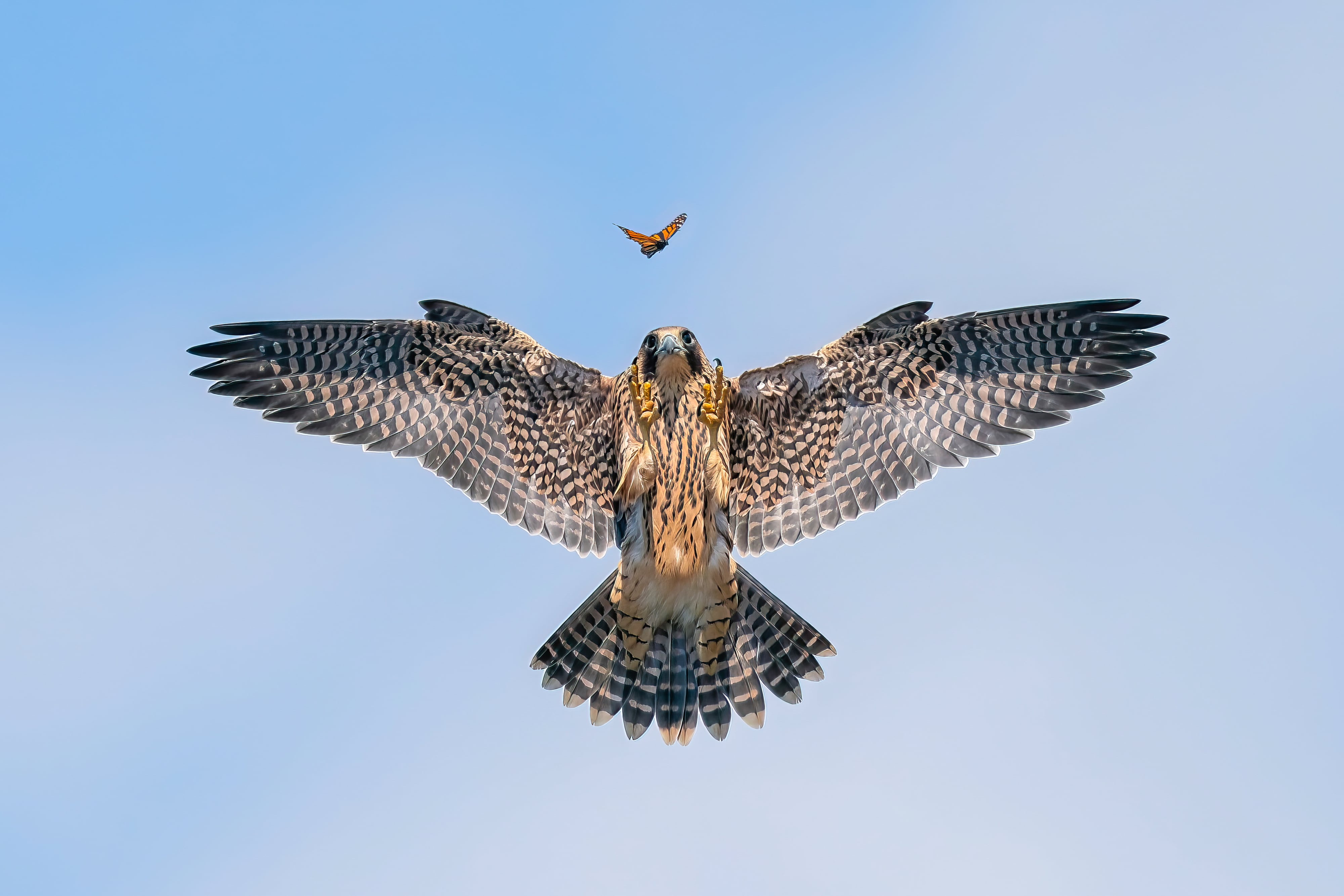 The Playful Young Bird Taking Flight