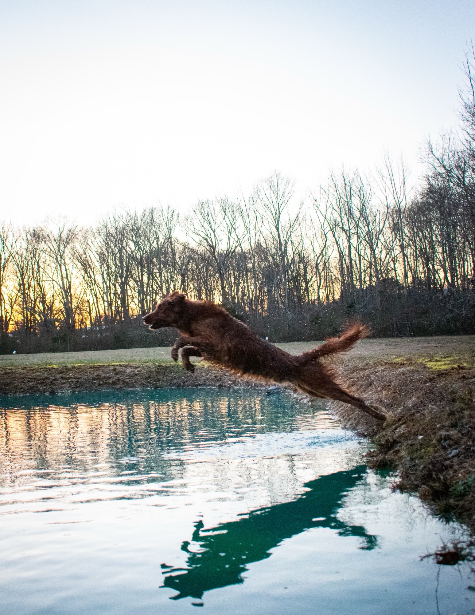 Zeus Making a Splash: The Joy of Jumping into Water