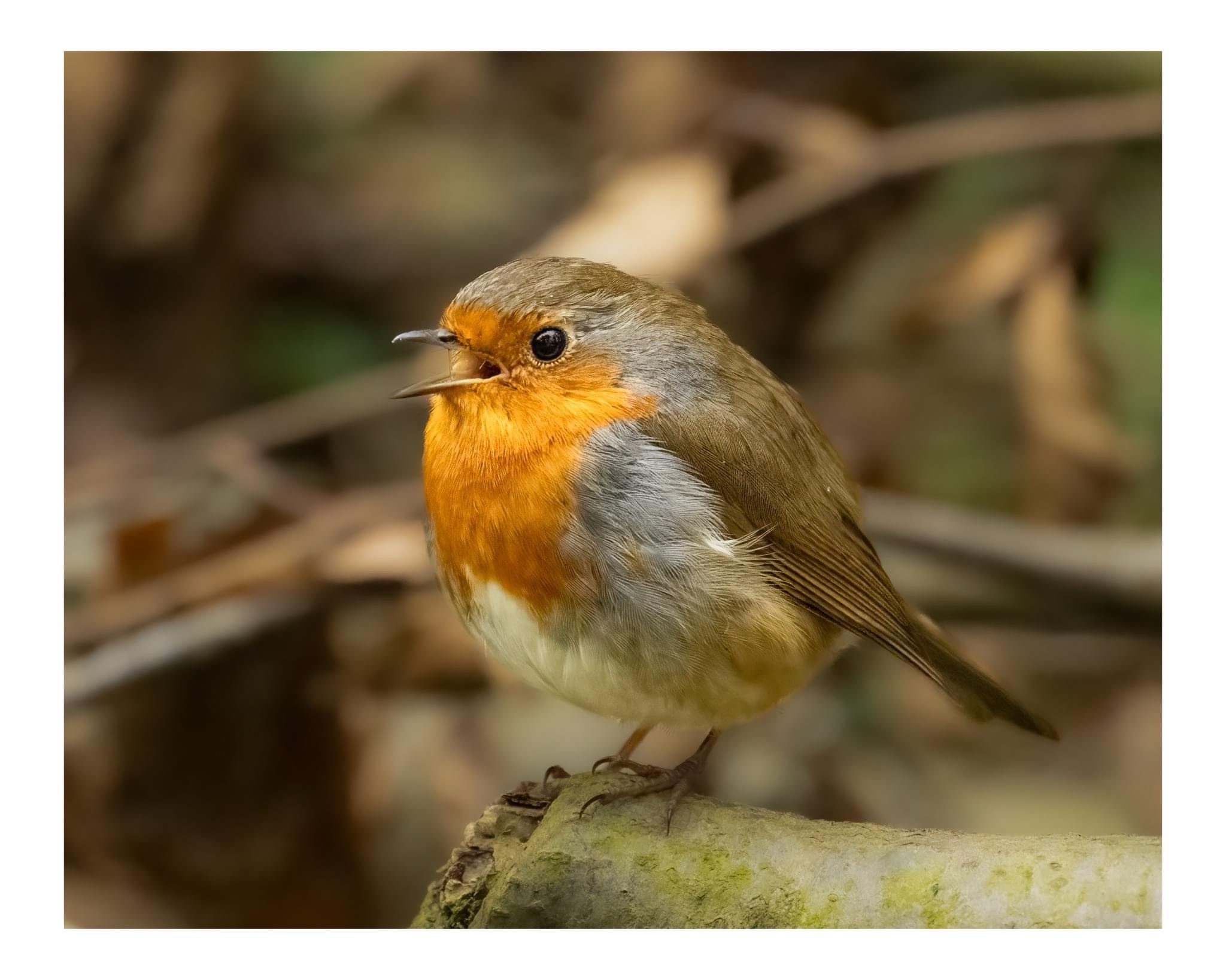 The Joy of Singing: Let Your Voice Shine