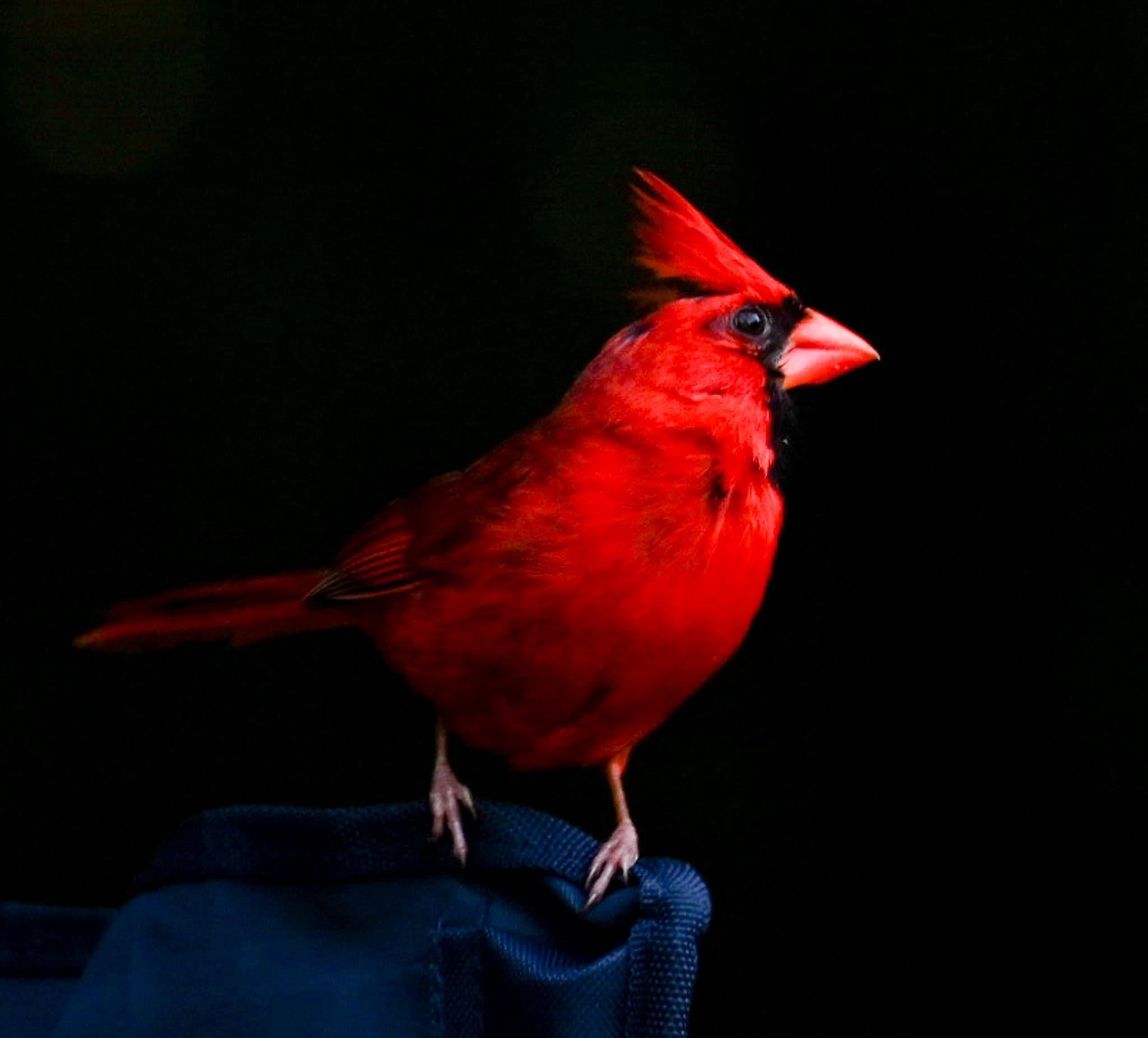 The Majestic Cardinal in All Its Glory