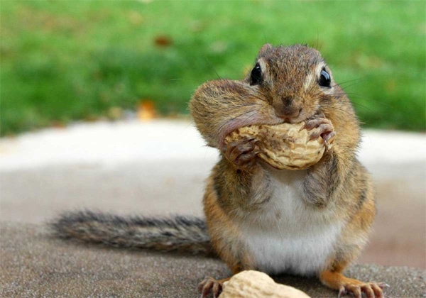 Embracing My Quirky Side: Proud Member of Team Acorn!