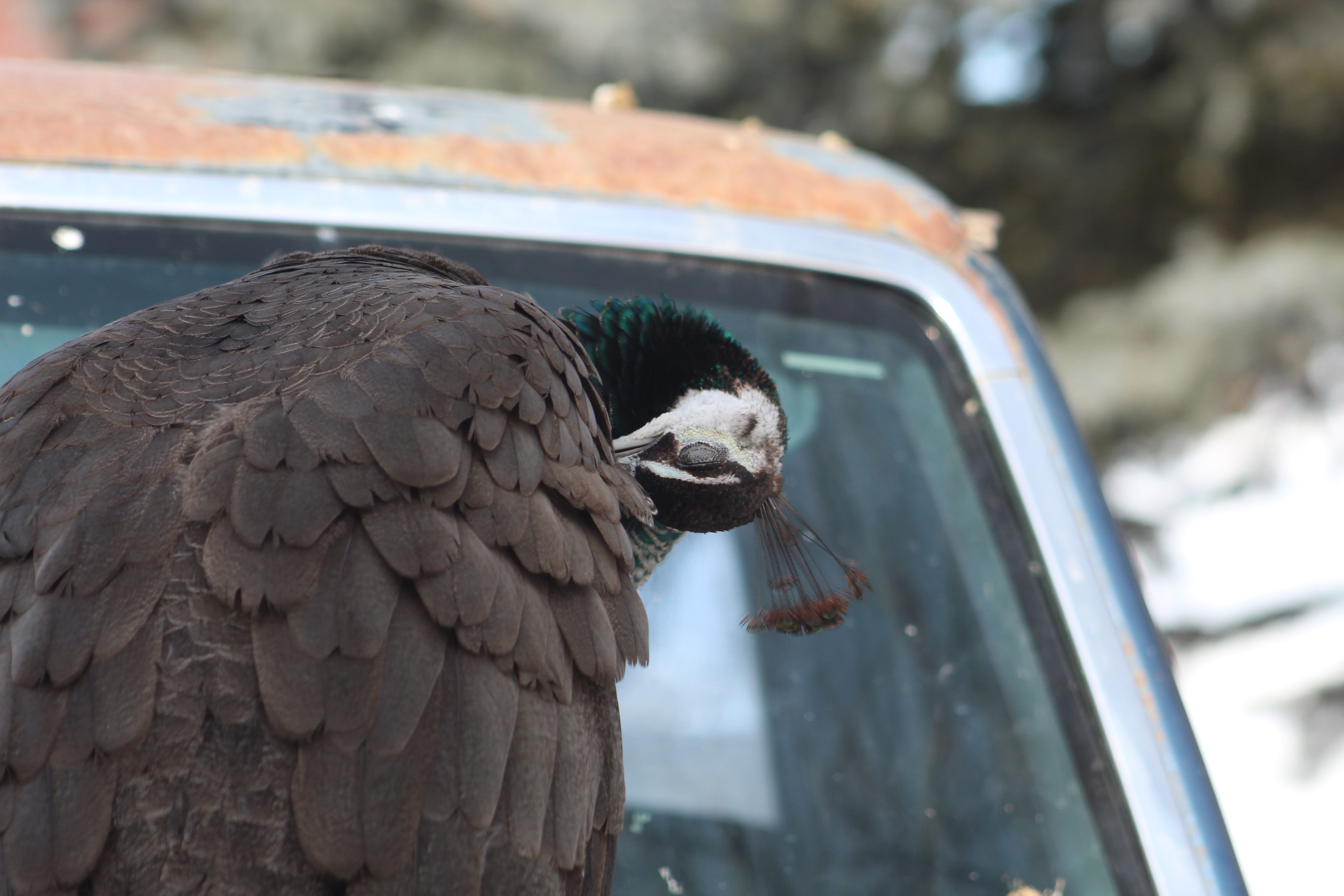 The Majestic Peahen in All Her Glory
