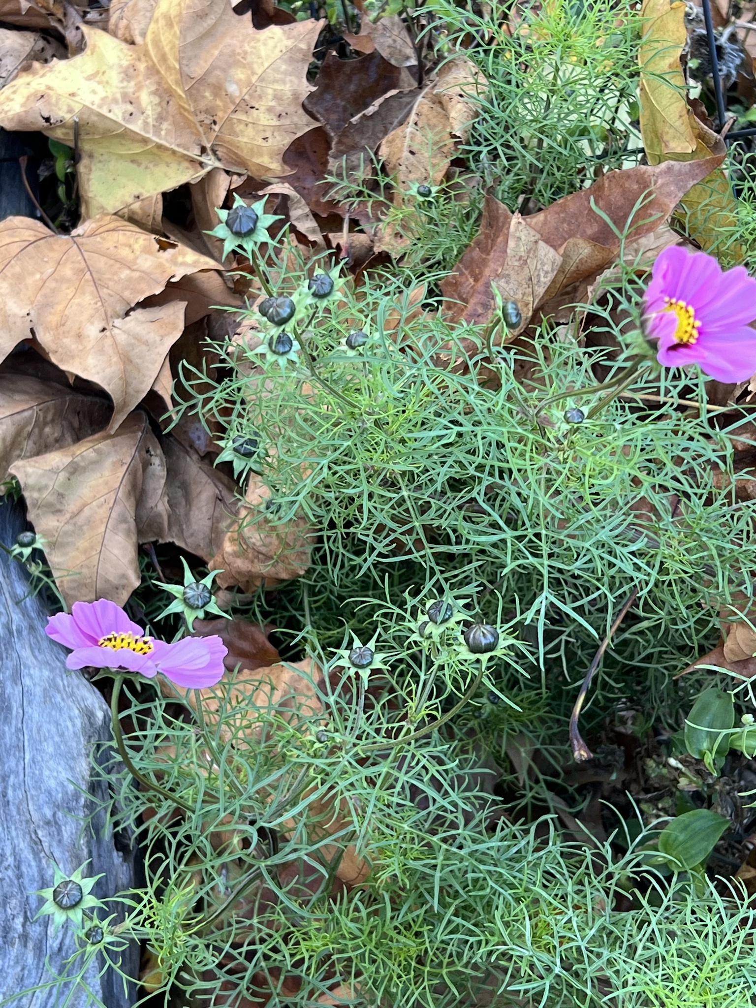 Are these flowers blooming in November?