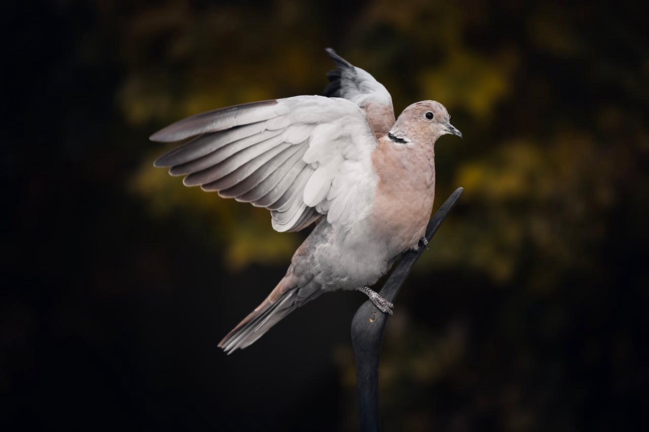 Graceful Dove in Flight