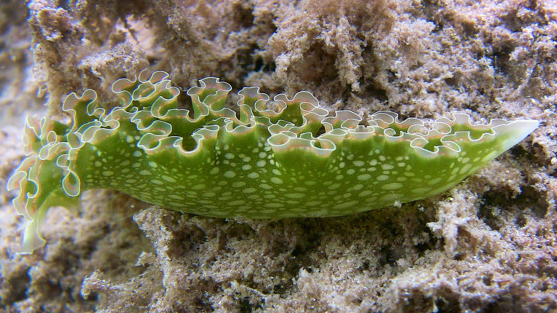 It's Sea Slug Tuesday, folks!