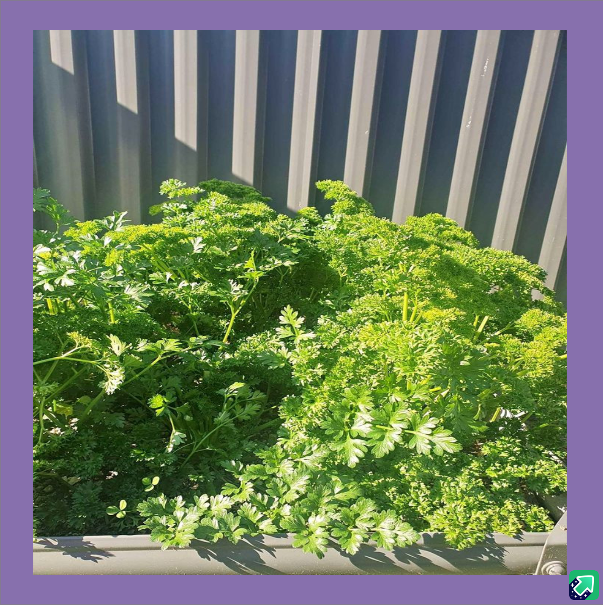 Discovering a Parsley Plant in the Heart of Sydney