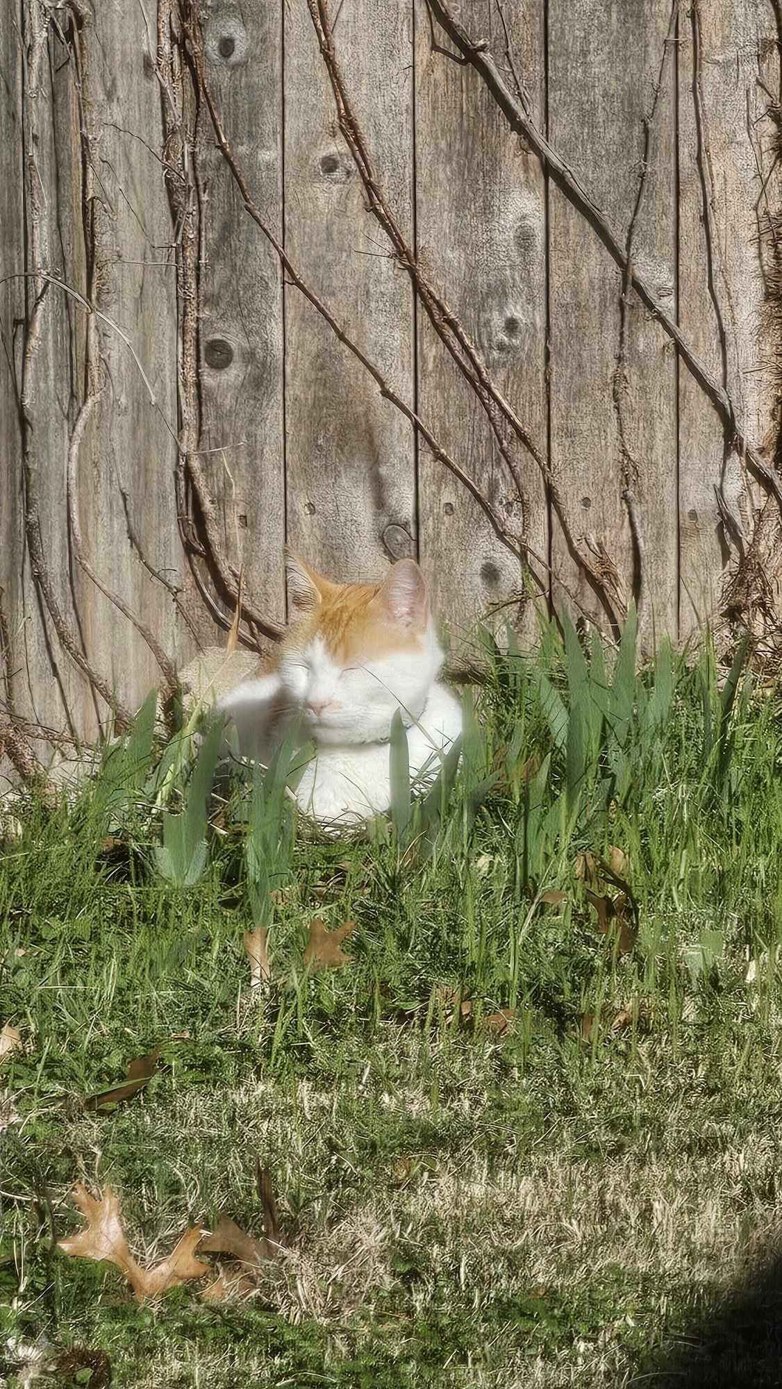 Basking in the Warm Sunshine