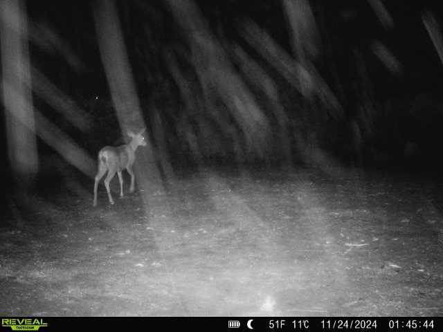Captivating Tactacam Images Unveiled
