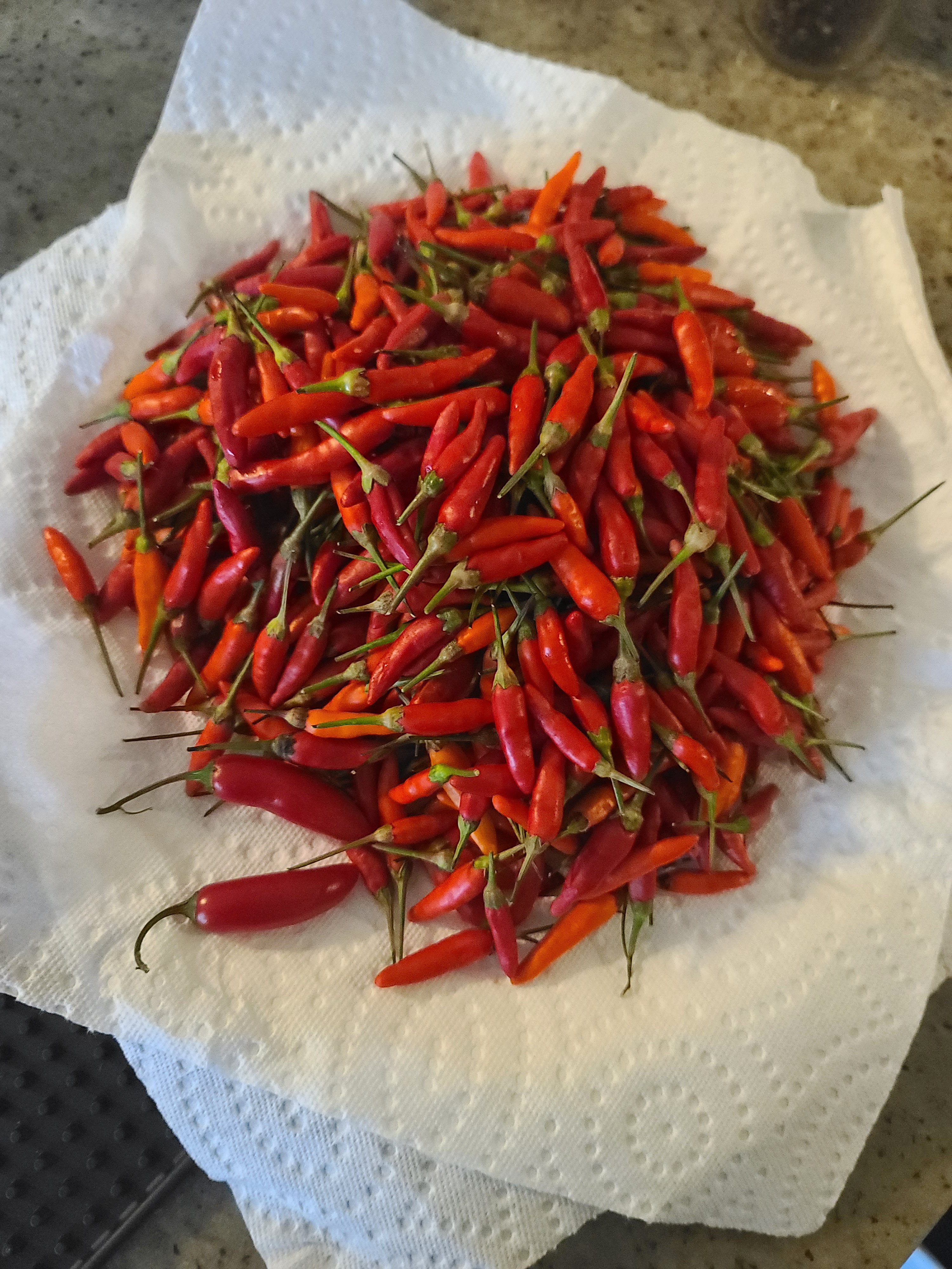 Harvest Time: Another Bountiful Tabasco Pepper Collection!