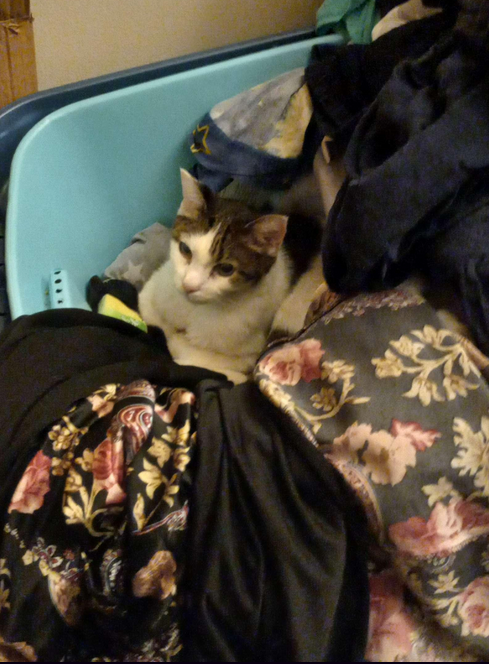Check out this better ratio of my cat, it's hilarious!
