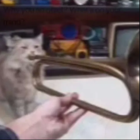 The Musical Cat with a Trumpet