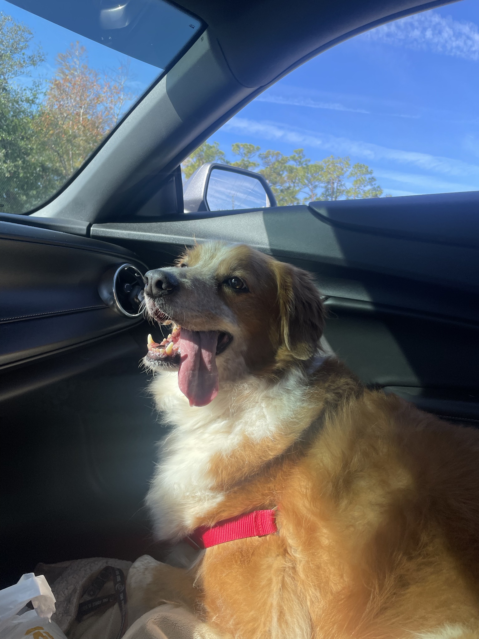 Celebrating Our Furry Friends: Happy Mutt Day!