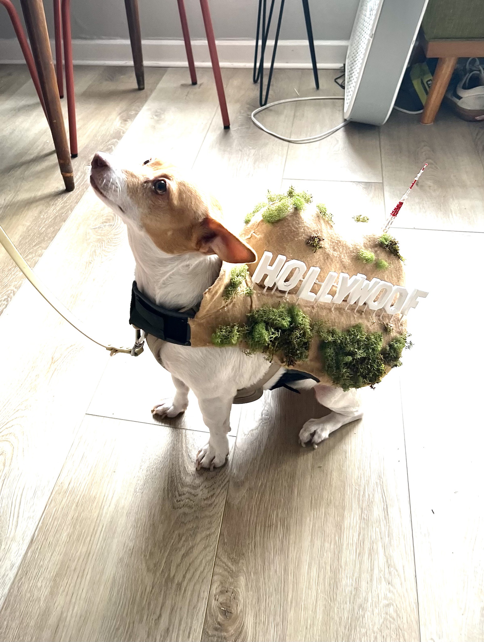 Cheers to HollywooF and all its furry fun!