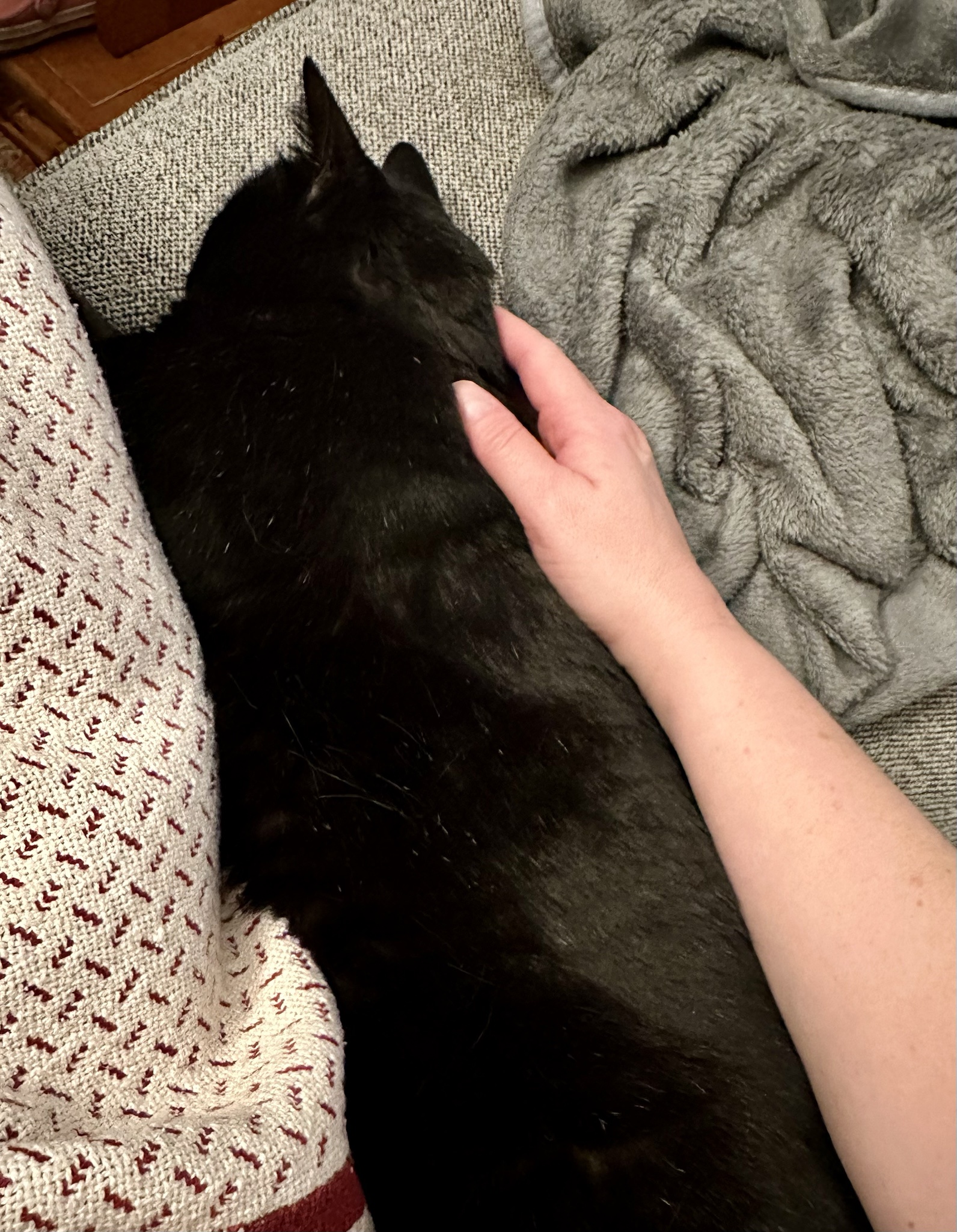 Void Snuggles with My Favorite Human