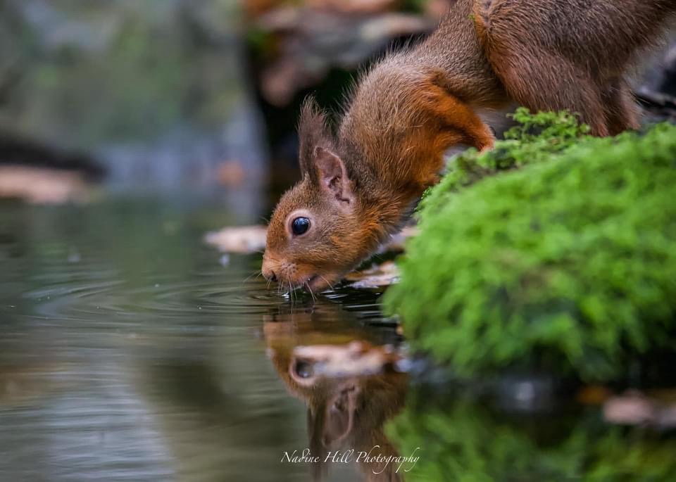 Meet the charming red squirrel!
