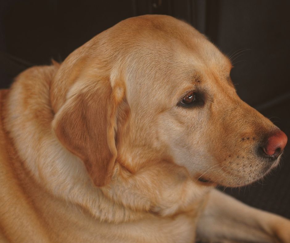 Meet the adorable brown dog!