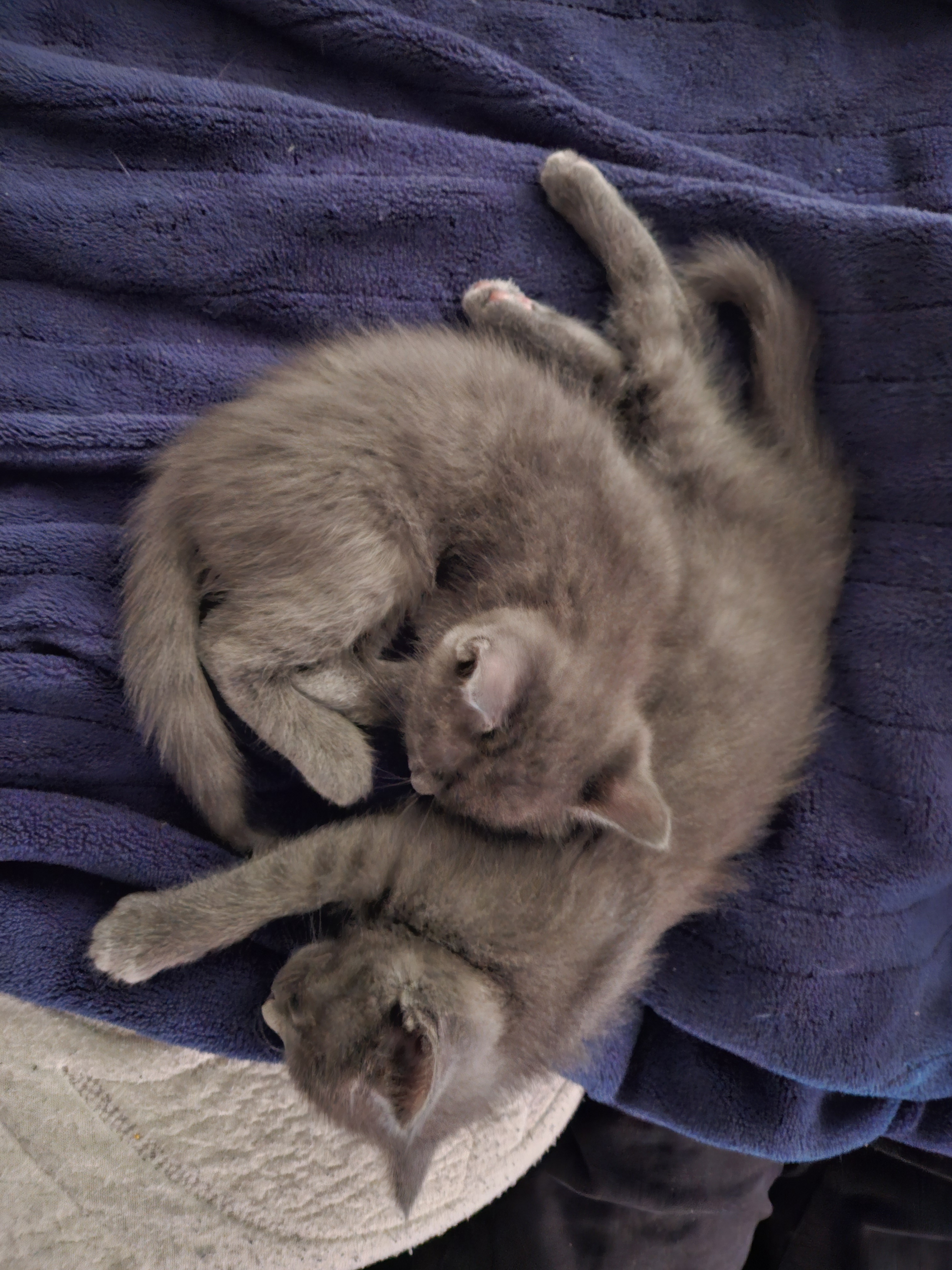 Kittens Galore!