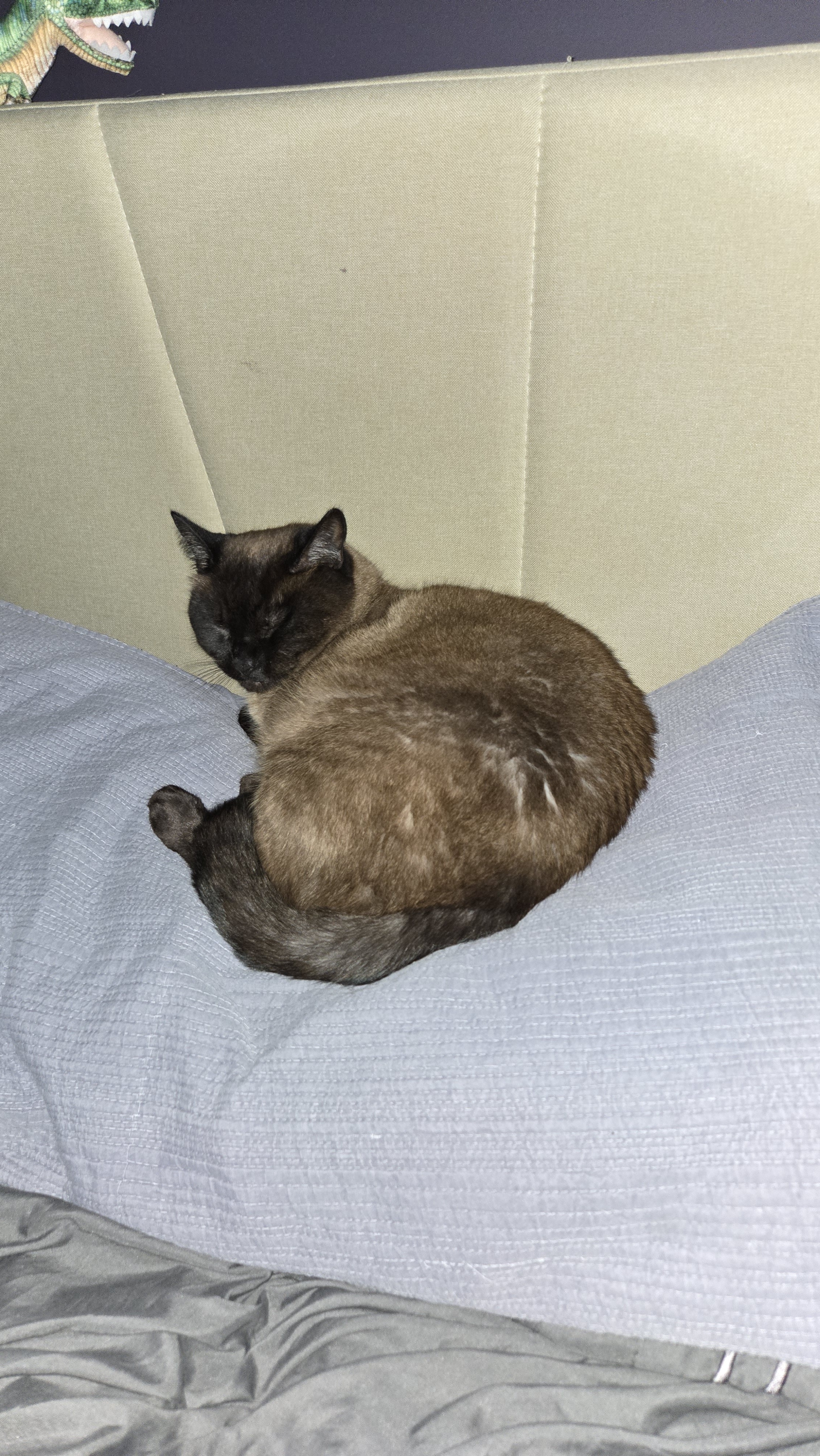 Woke Up with a Surprise: This Little Guy Claims My Pillow