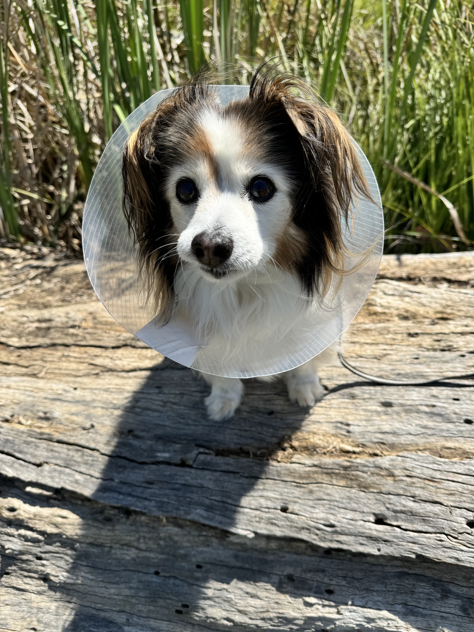 A Daily Dose of My Adorable Dog Panko