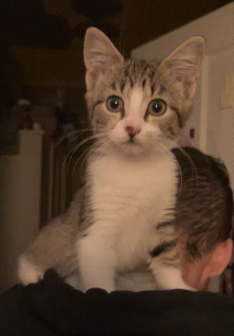 Meet Kaos, the adorable shoulder kitty!