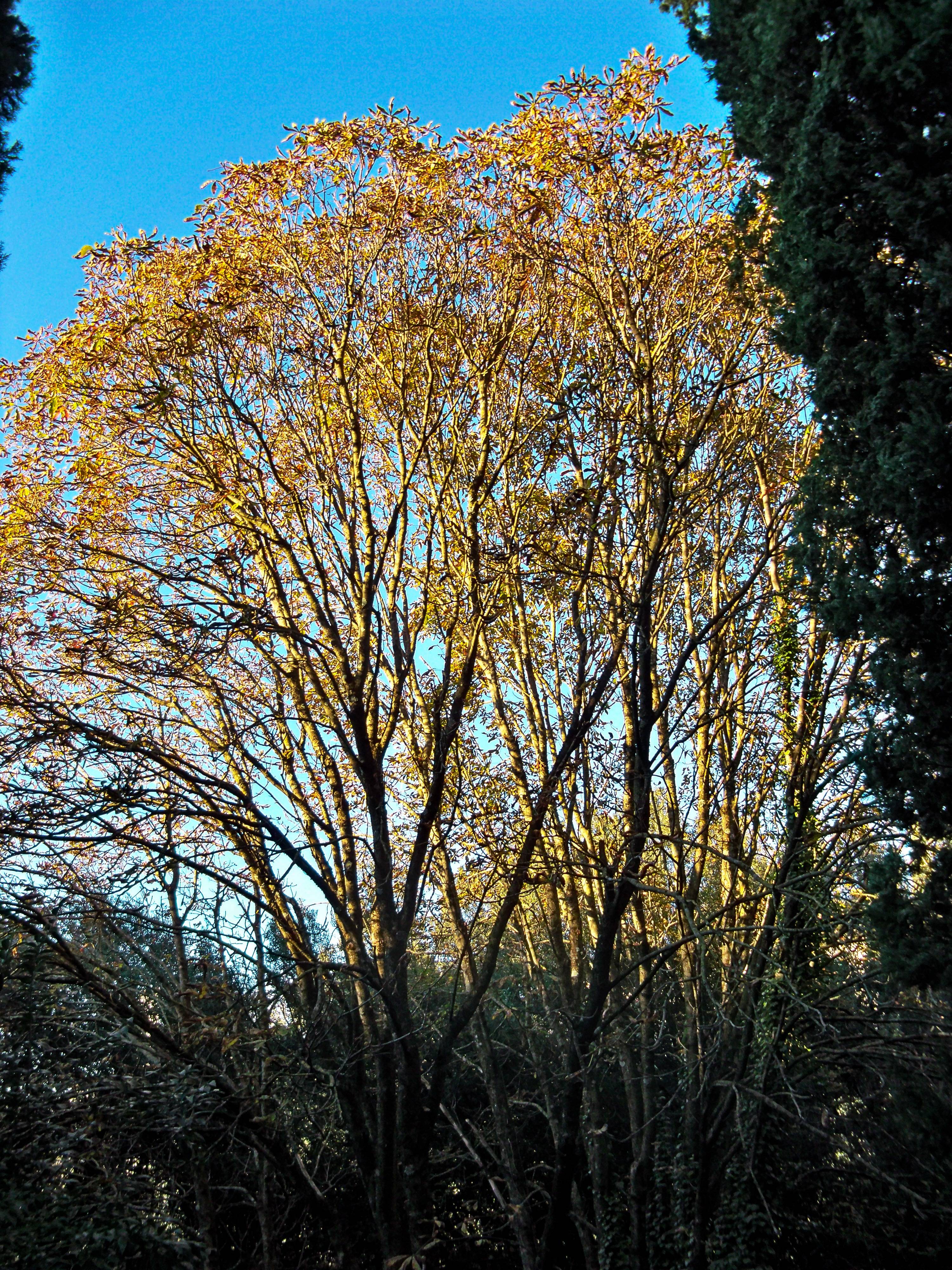 Capturing Nature: Kodak Z950 Trees