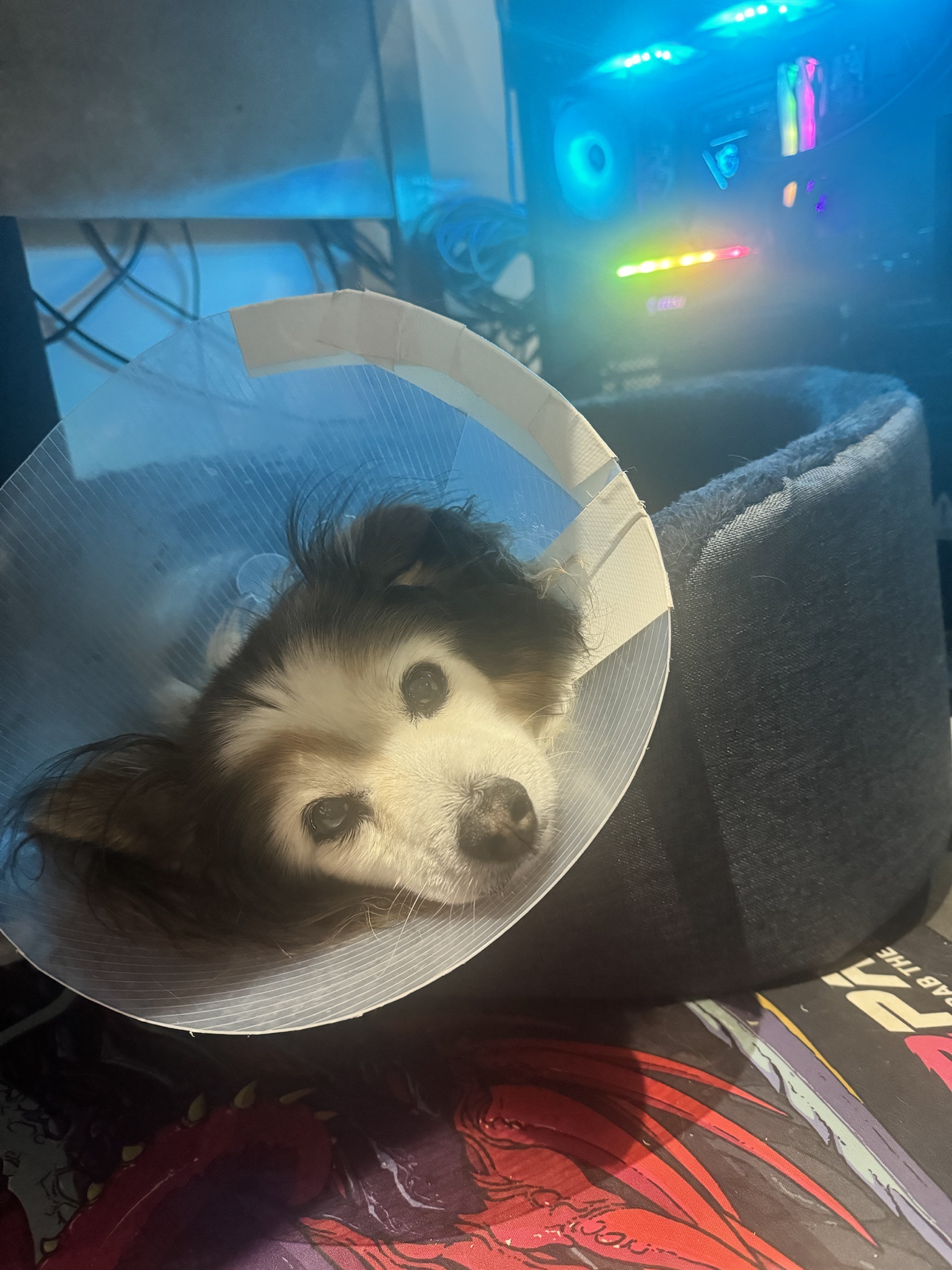 Daily Dose of Cuteness: Meet My Dog Panko