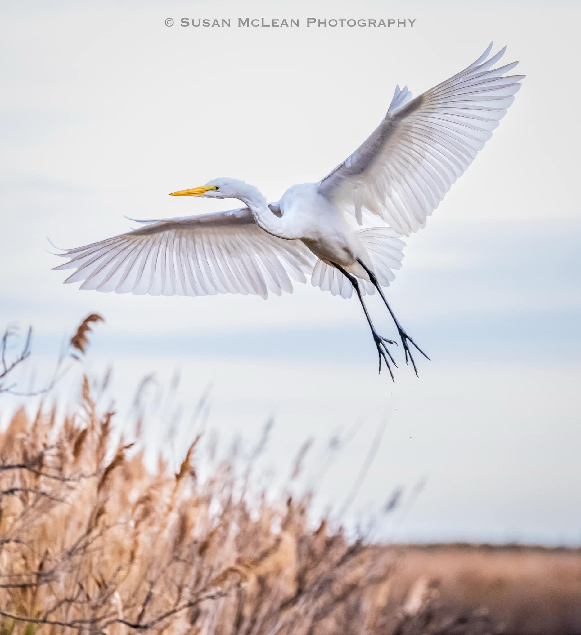The Majestic Egret: Nature's Elegance