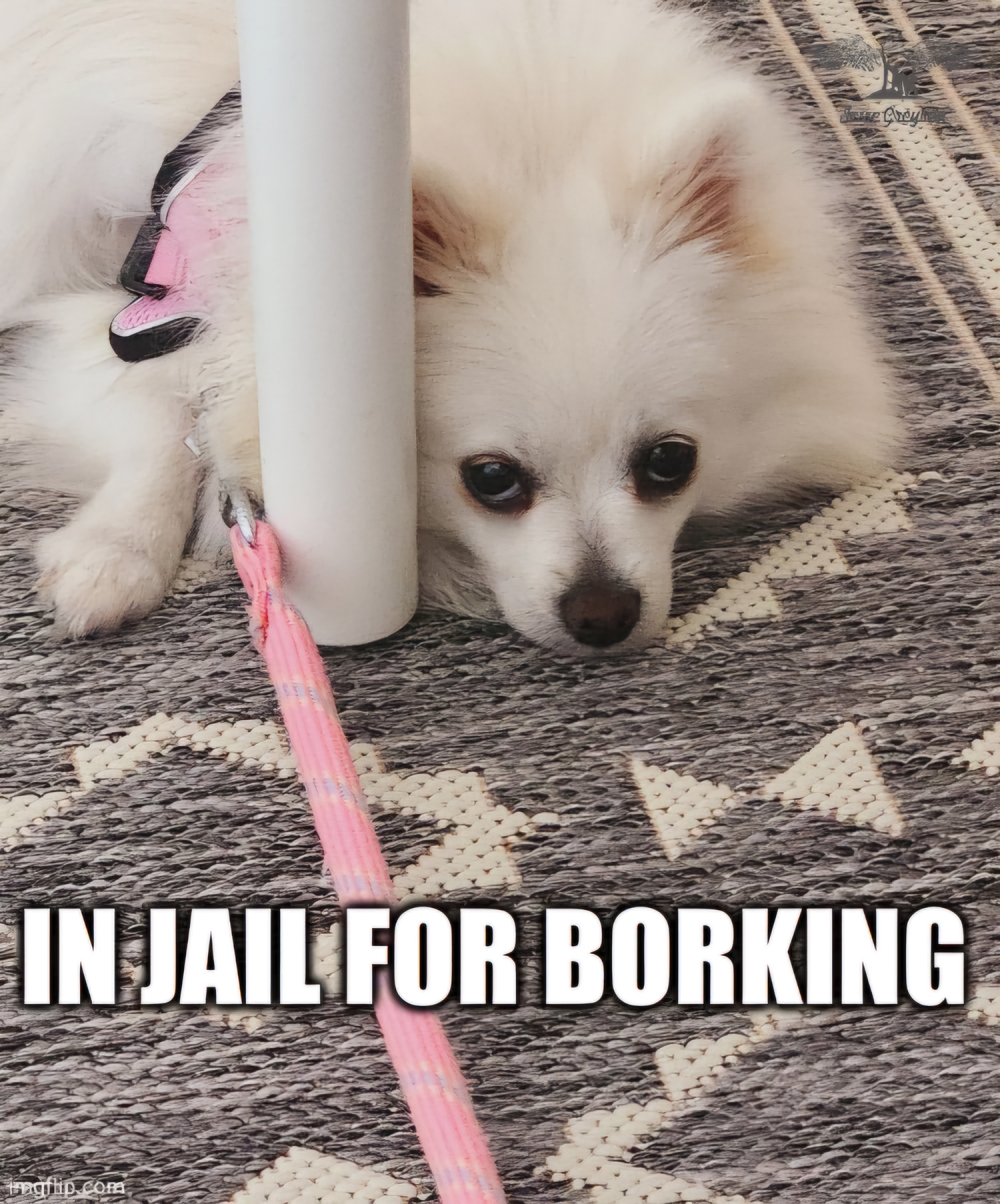 The New Neighbors and Their Two Mischievous Barking Dogs