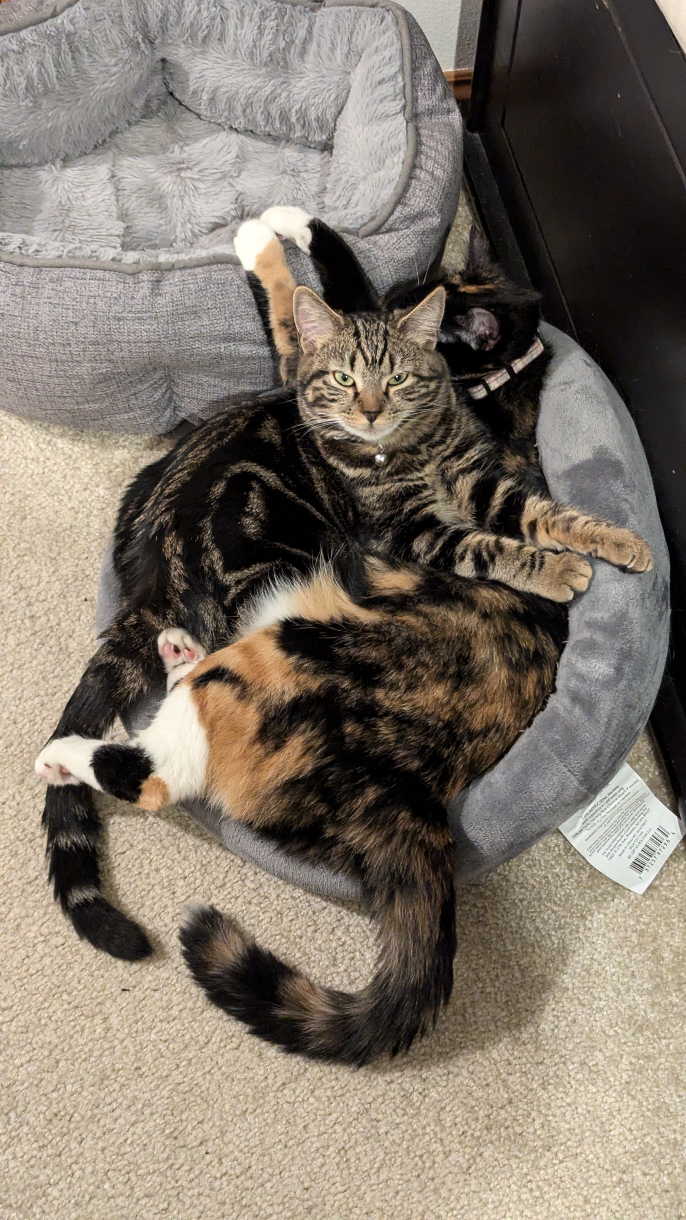 Just Cats Being Cats