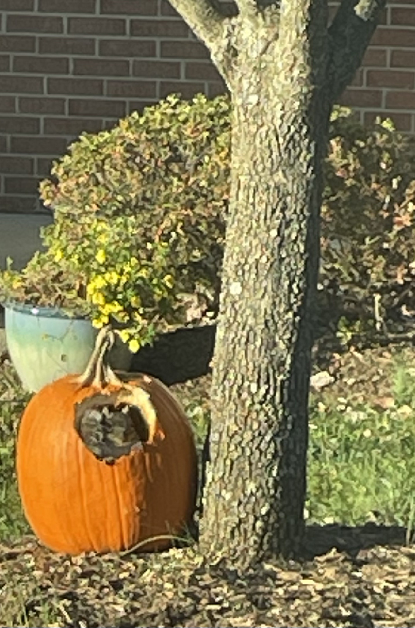 Look Out! It's a Squirrel!