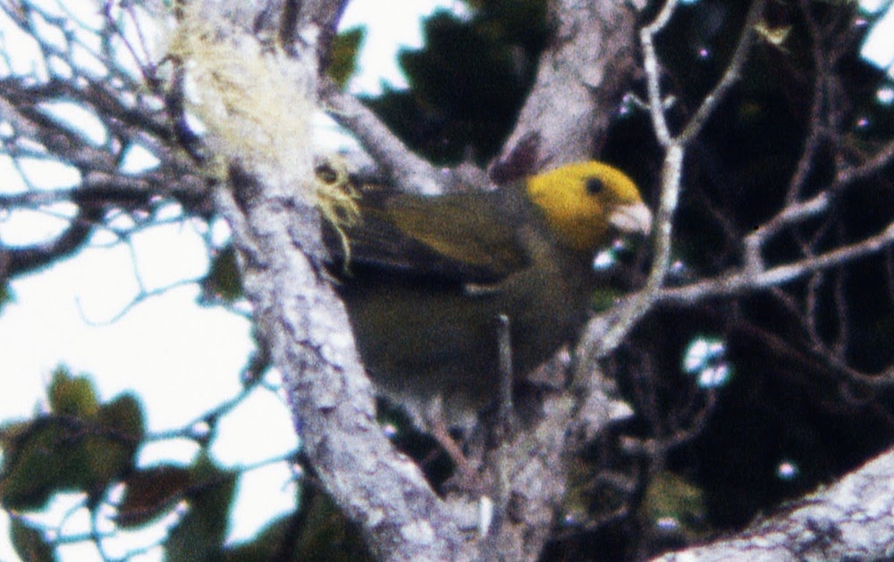 Meet the Extinct Bird: The Mysterious Psittirostra psittacea from 1989