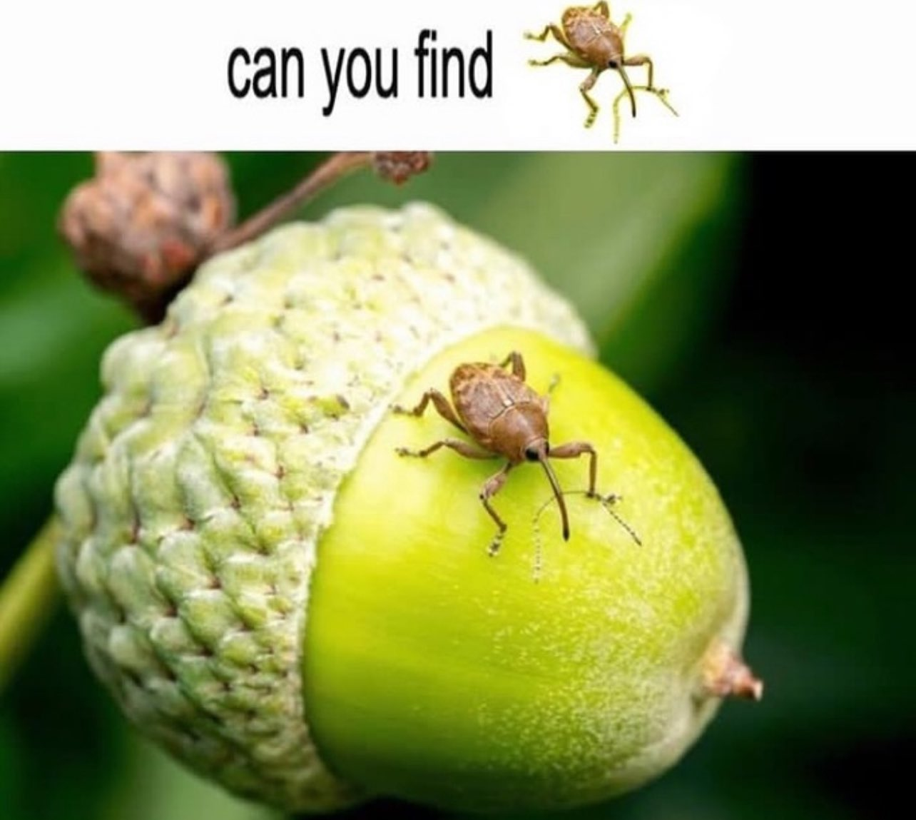 The Cunning Little Weevil Strikes Again!